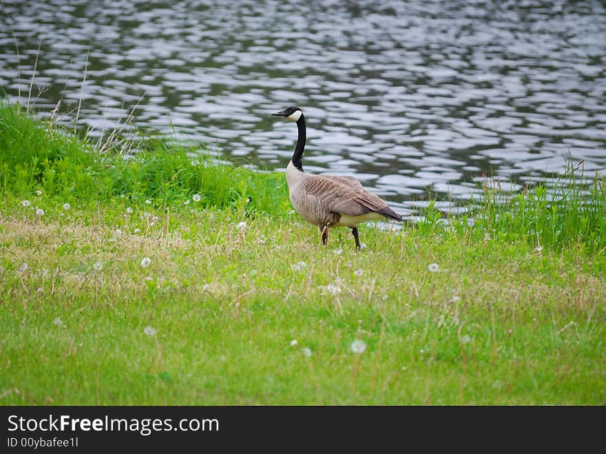 Canadian goose standing near water. Canadian goose standing near water