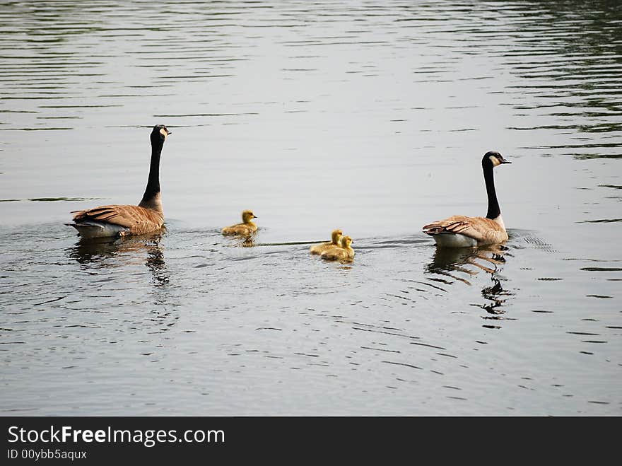 Two canadian geese and their young in the water