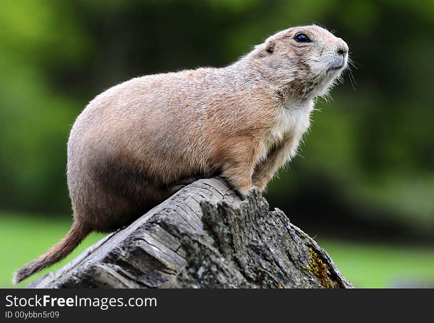 Nice little prairie-dog sitting oo a tree. Nice little prairie-dog sitting oo a tree