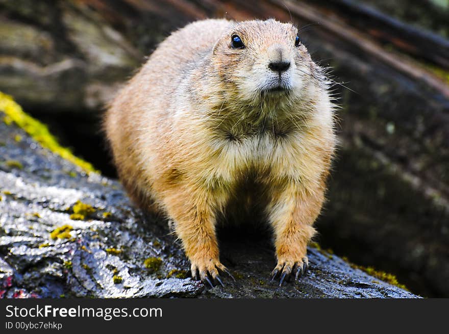 Nice little prairie-dog sitting oo a tree. Nice little prairie-dog sitting oo a tree