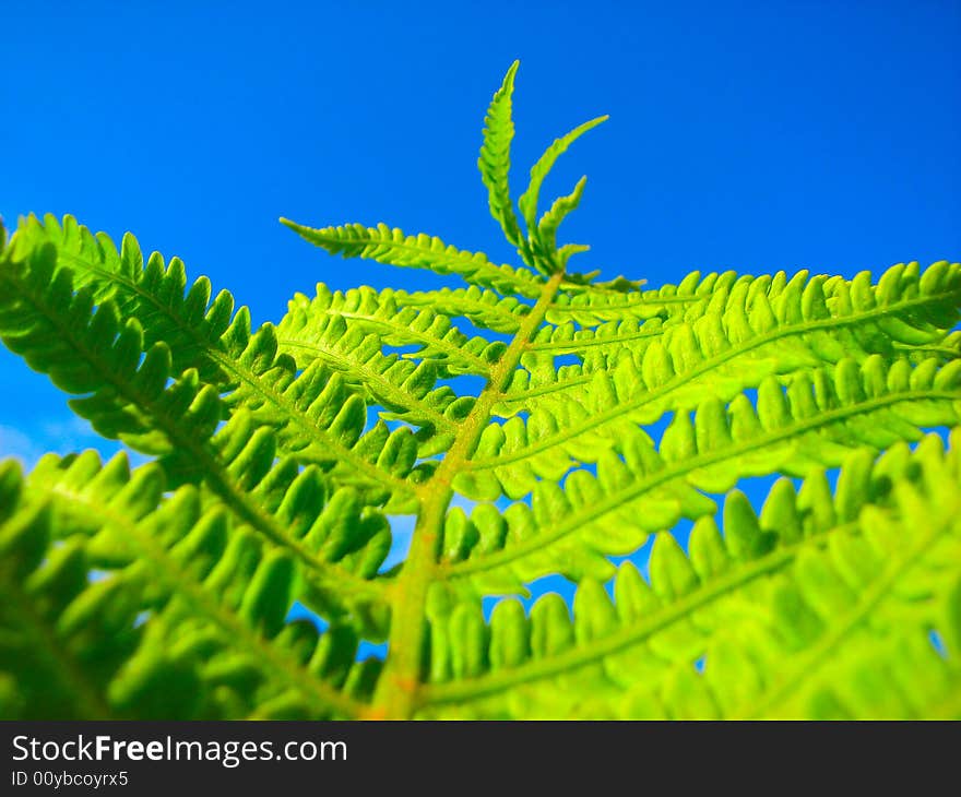 Close up fern