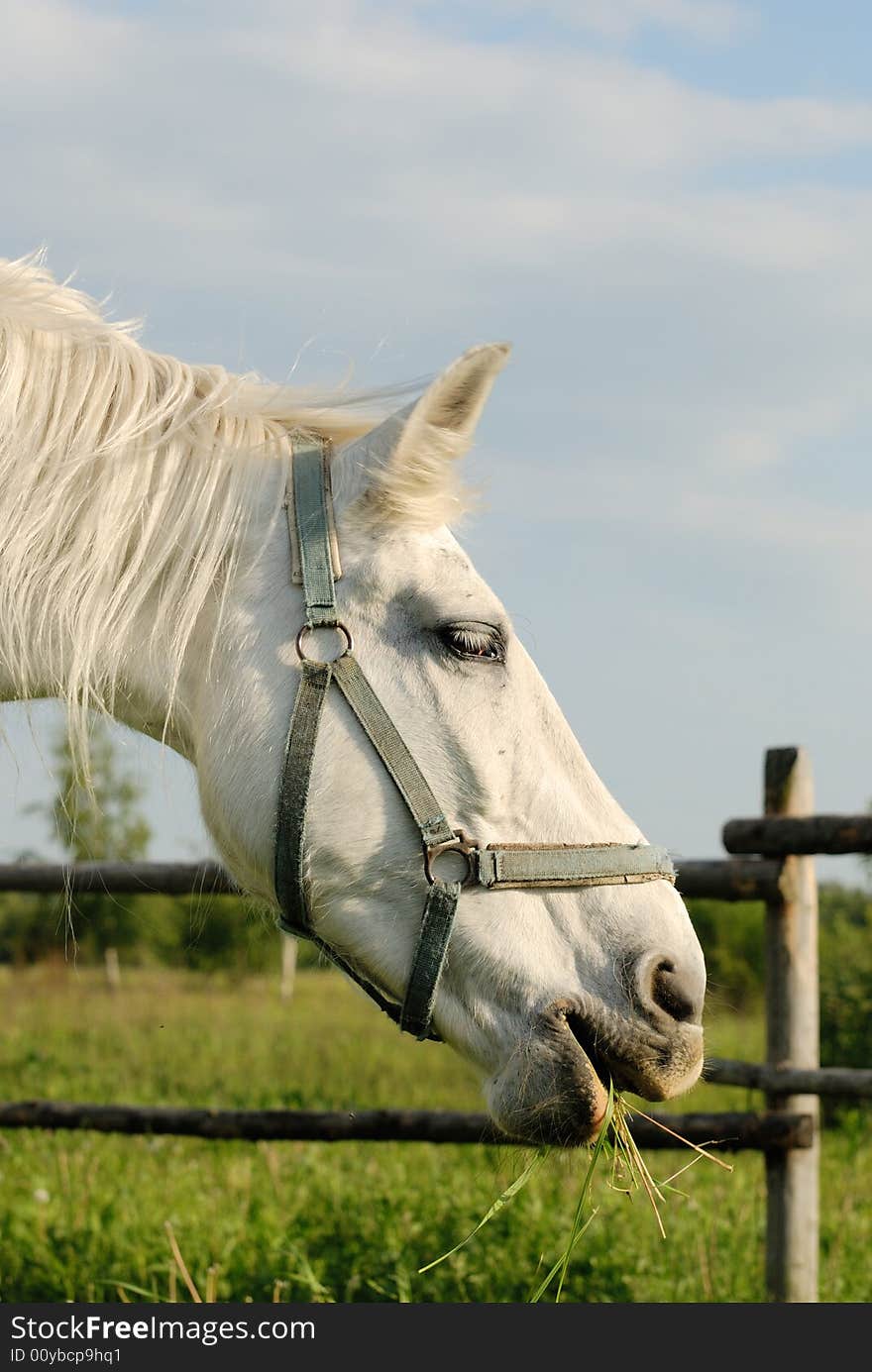 A close-up of a white horse eating grass