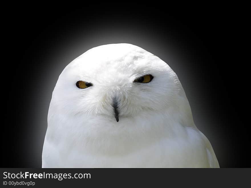 Snowy white owl