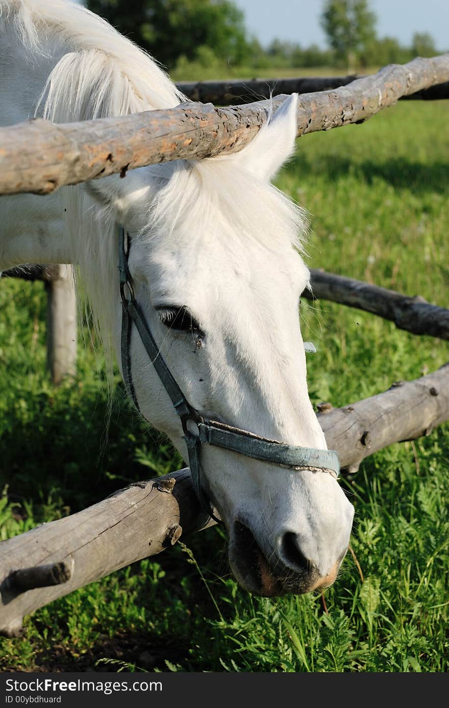 A white horse