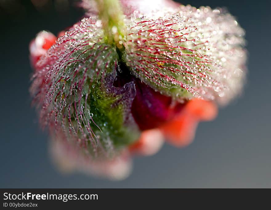 Poppy with pearls