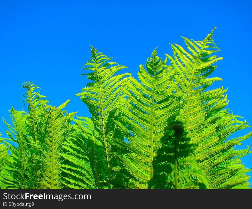 Green fern leaves and blue sky