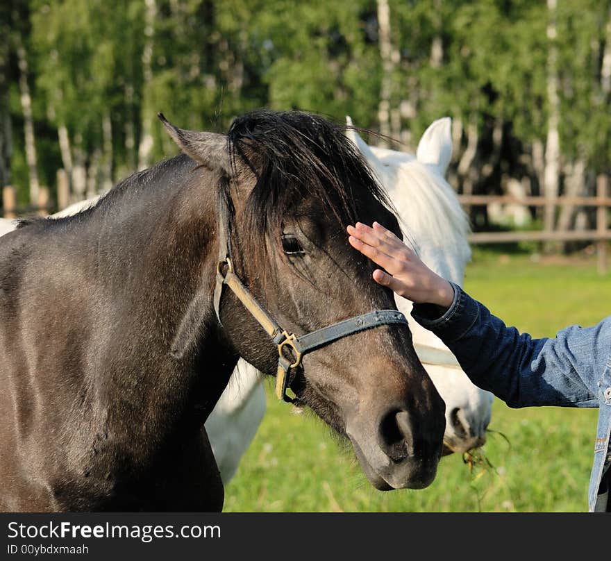 Horses in a pen