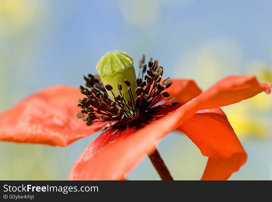 Poppy in the sun