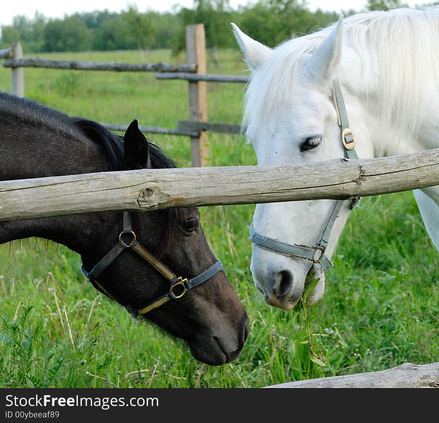 Two horses in a pen