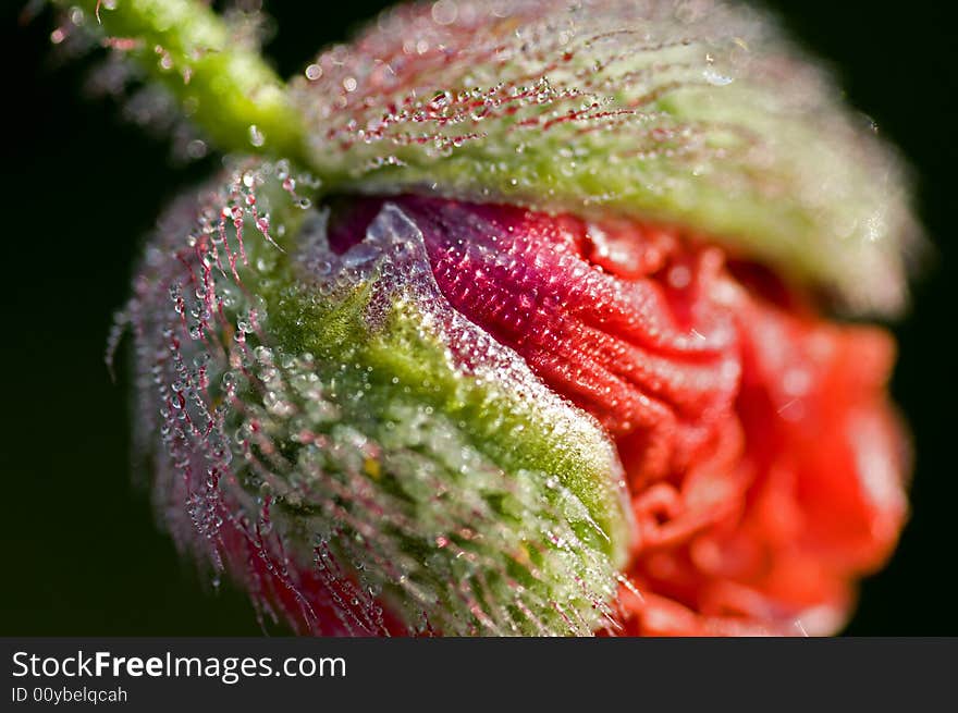 Poppy with pearls