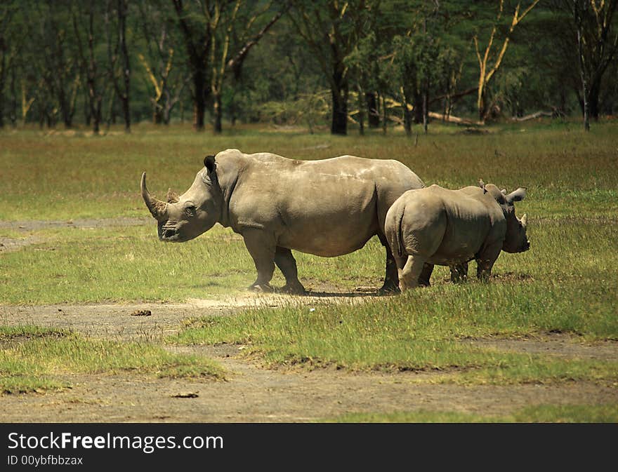 Mother and baby Rhino Lake Nakuru Kenya Africa