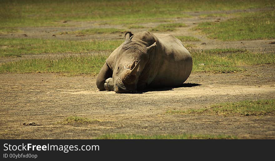 Sleeping Rhino at Lake Nakuru Rift Valley Kenya