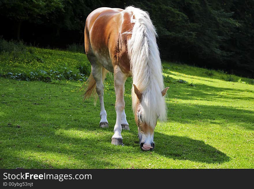 A nice young Haflinger in the sun