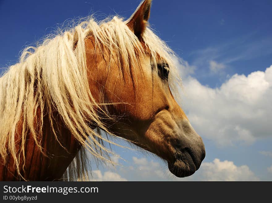 Nice Haflinger in the sun with blue sky. Nice Haflinger in the sun with blue sky