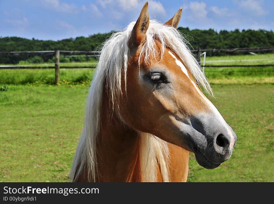 Nice haflinger in the sun with blue sky