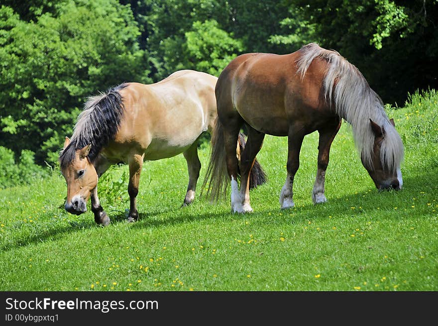 Two nice young Haflinger in the sun