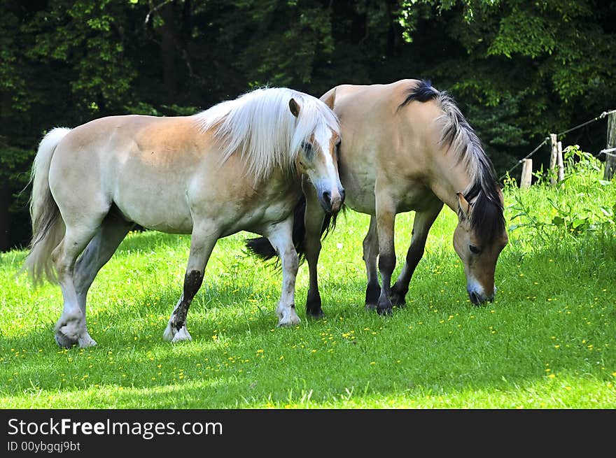 Two nice young Haflinger in the sun