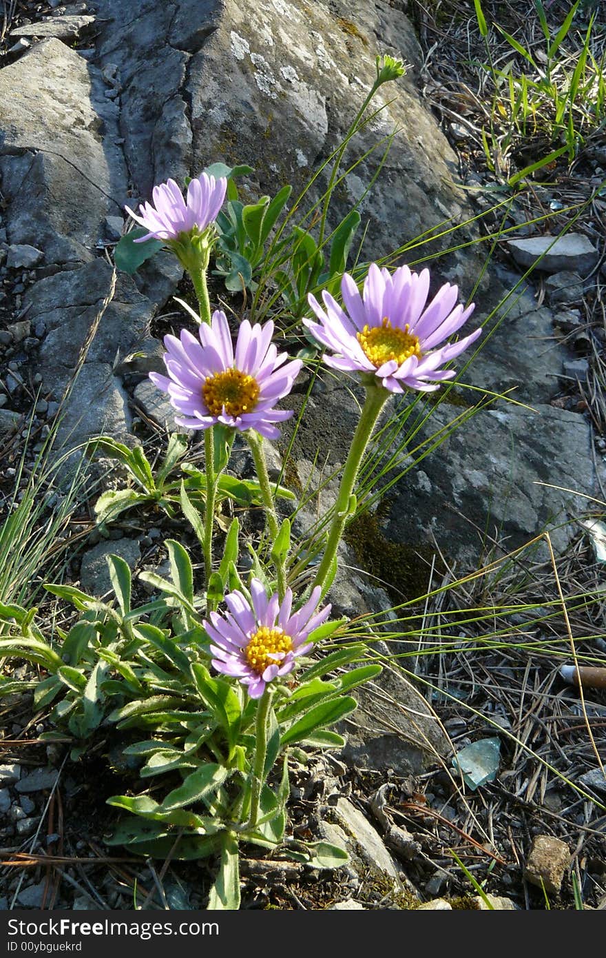 Camomile, rare kind of a mountain flower