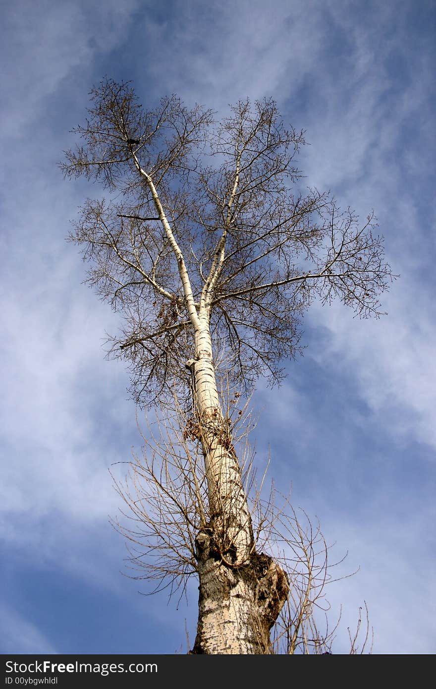 The poplar, aspires in the spring sky. The poplar, aspires in the spring sky