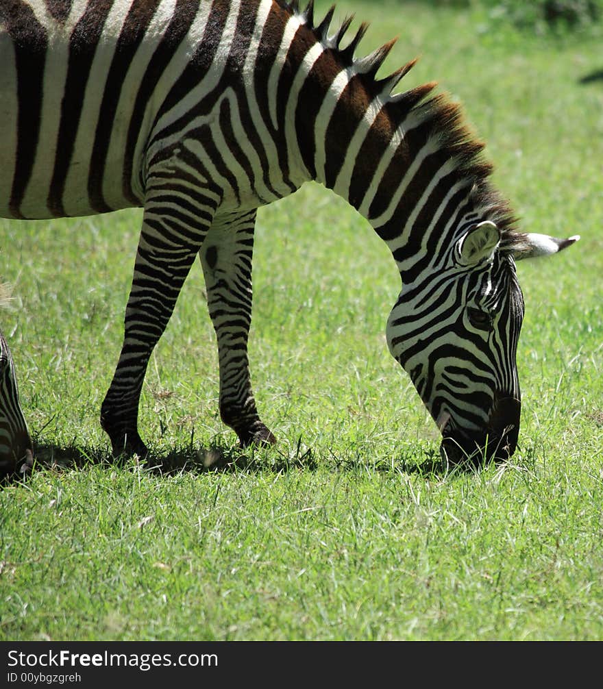 Zebra eating grass