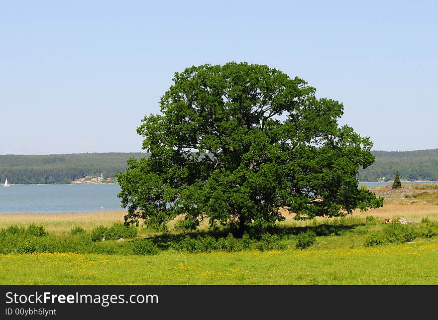 Perfect tree