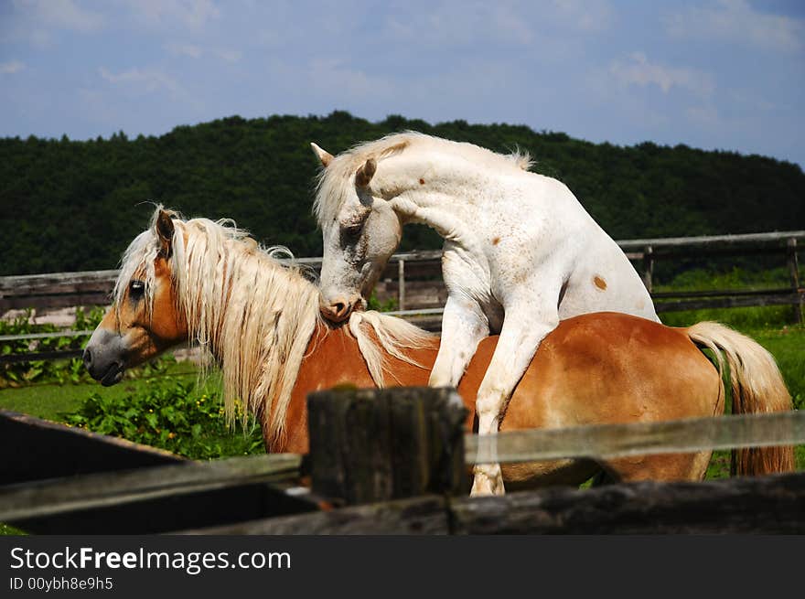 Nice haflinger in the sun with blue sky