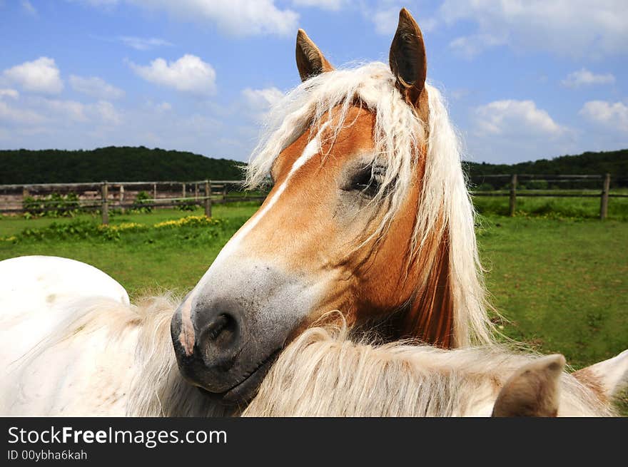 Nice haflinger in the sun with blue sky