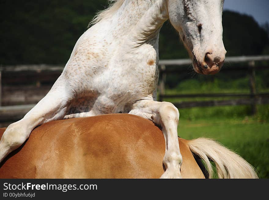 Two nice young Haflinger in the sun