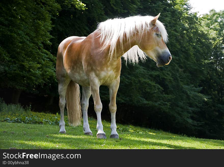 A nice young Haflinger in the sun