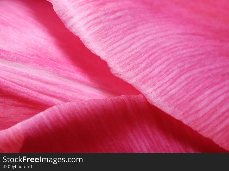 Close up of a pink tulip with soft texture and small water drops. Close up of a pink tulip with soft texture and small water drops