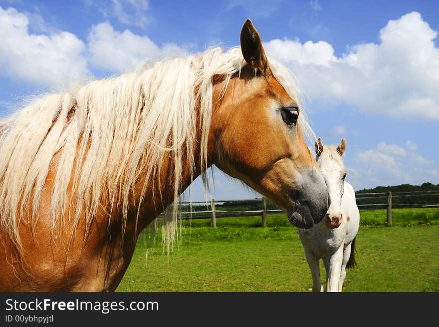 Nice haflinger in the sun with blue sky