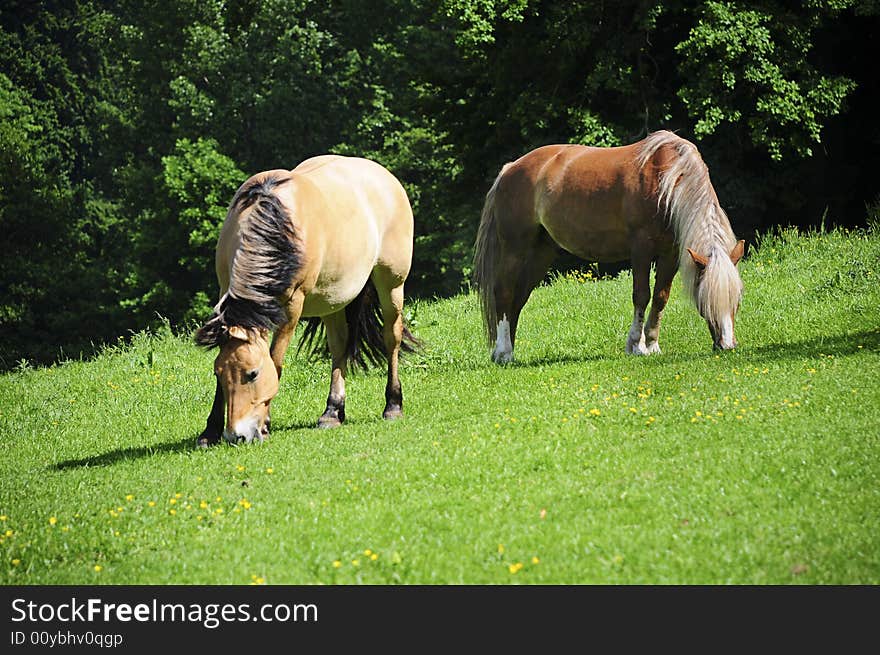 Two nice young Haflinger in the sun