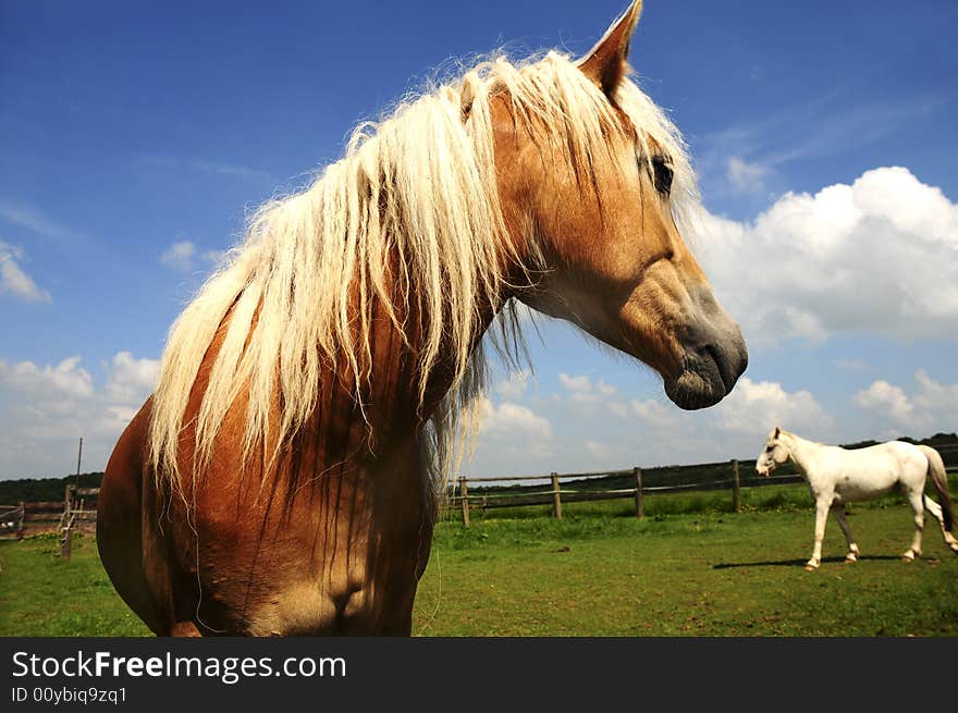 Two nice young Haflinger in the sun