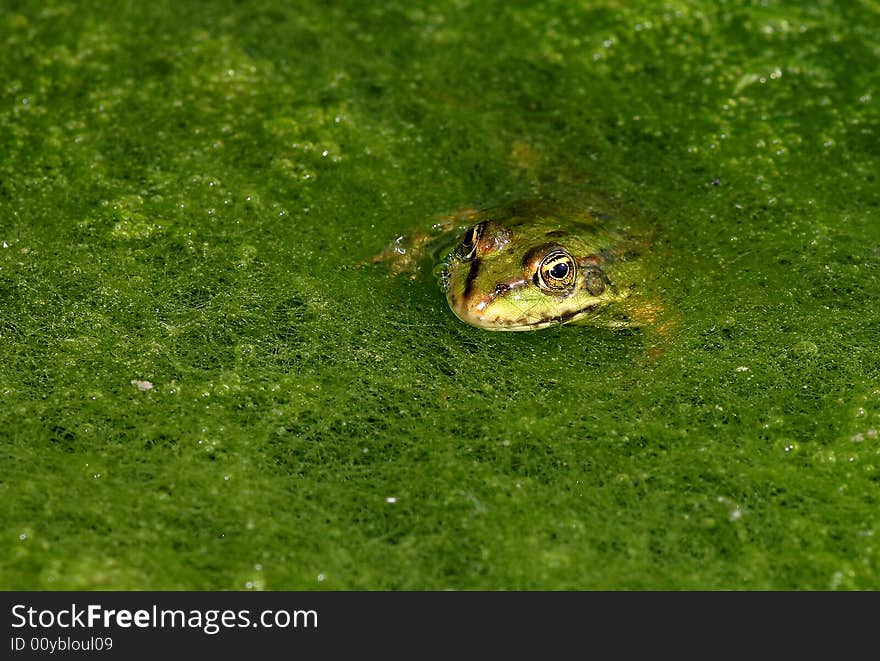 Green frog in the green grass. Green frog in the green grass