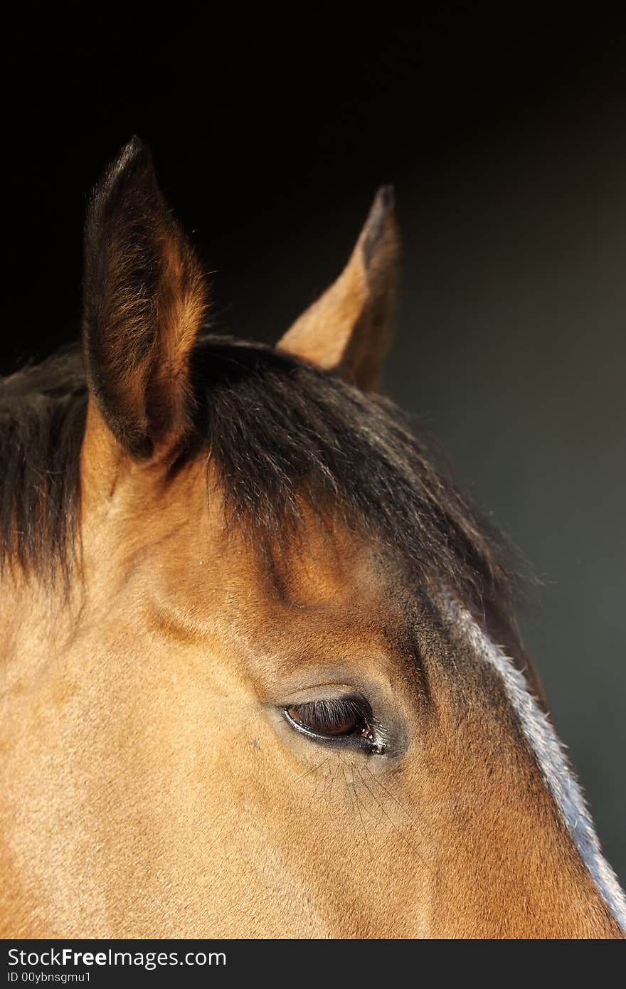 Horse head detail against dark background (with a patch of white on the forehead). Horse head detail against dark background (with a patch of white on the forehead)