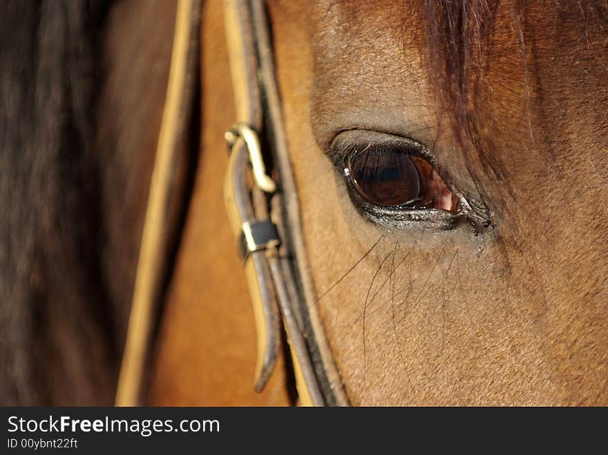 Detail of a brown horse with bridle. Detail of a brown horse with bridle