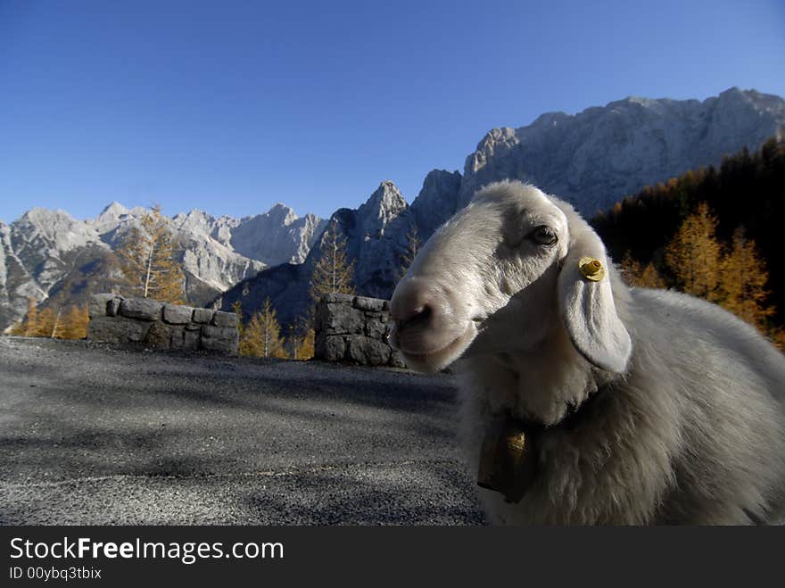 Sheep In Julian Alps