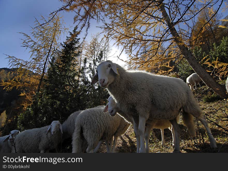 Sheep In Julian Alps