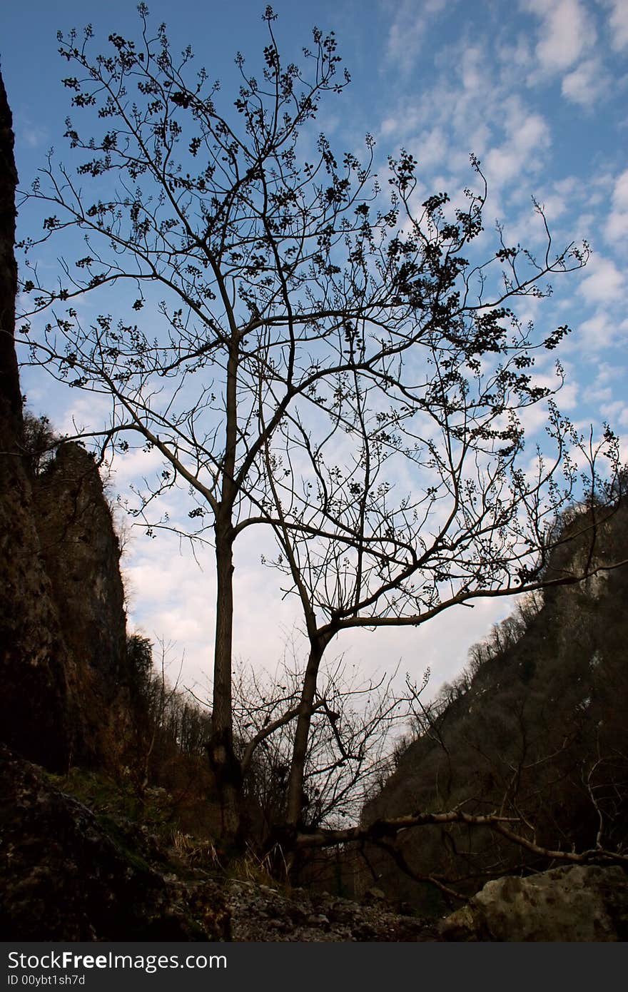 Trees silhouette against the blue sky. Trees silhouette against the blue sky