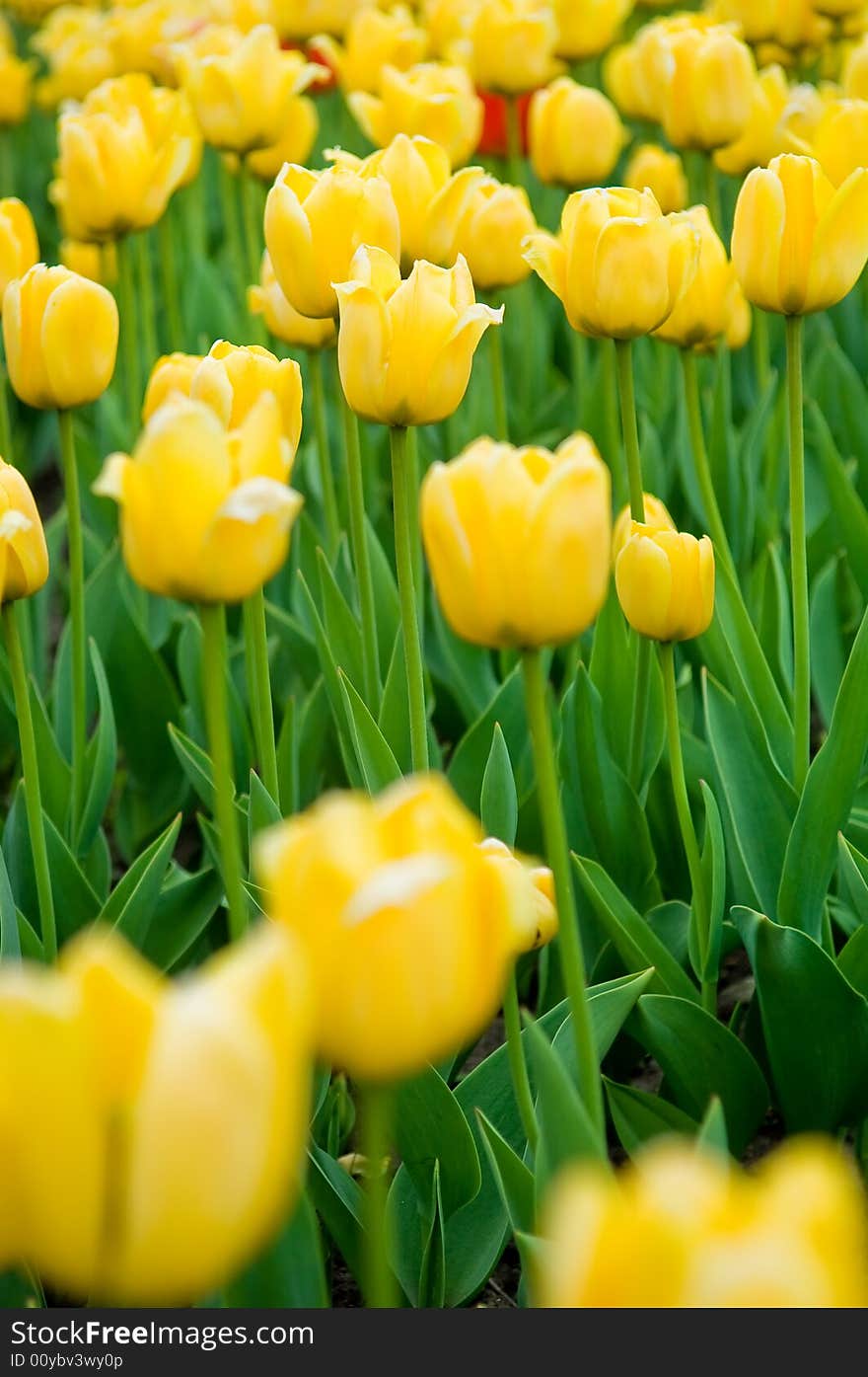 Beautiful yellow tulips