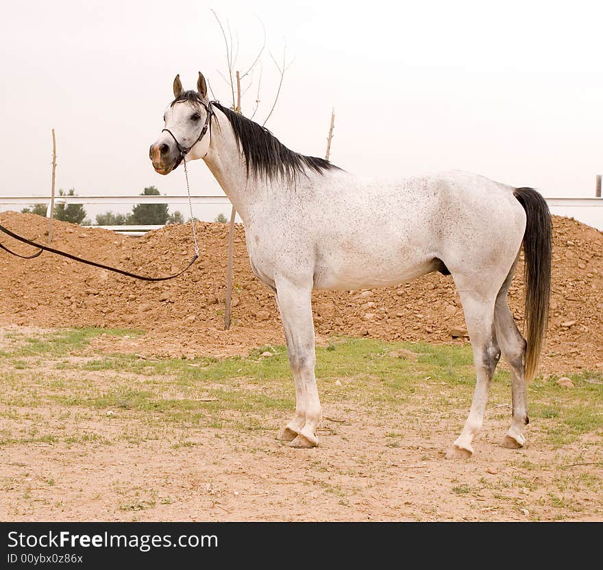 Arab horse in a farm of beijing