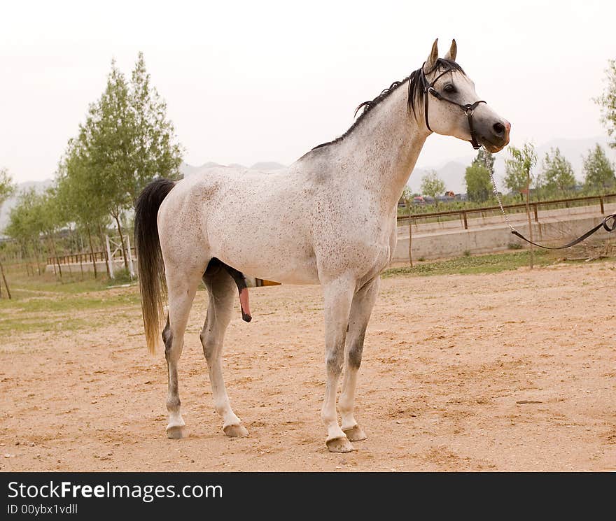 Arab horse in a farm of beijing