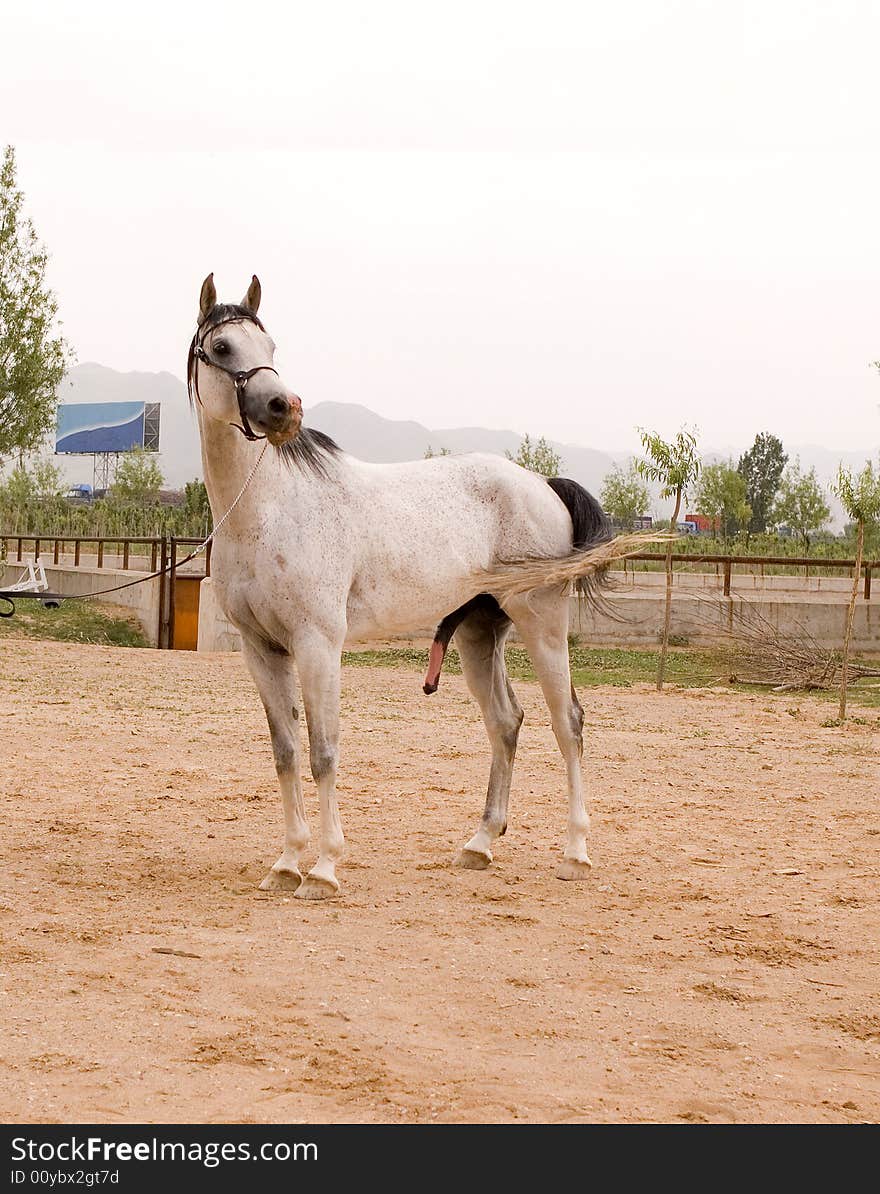 Arab horse