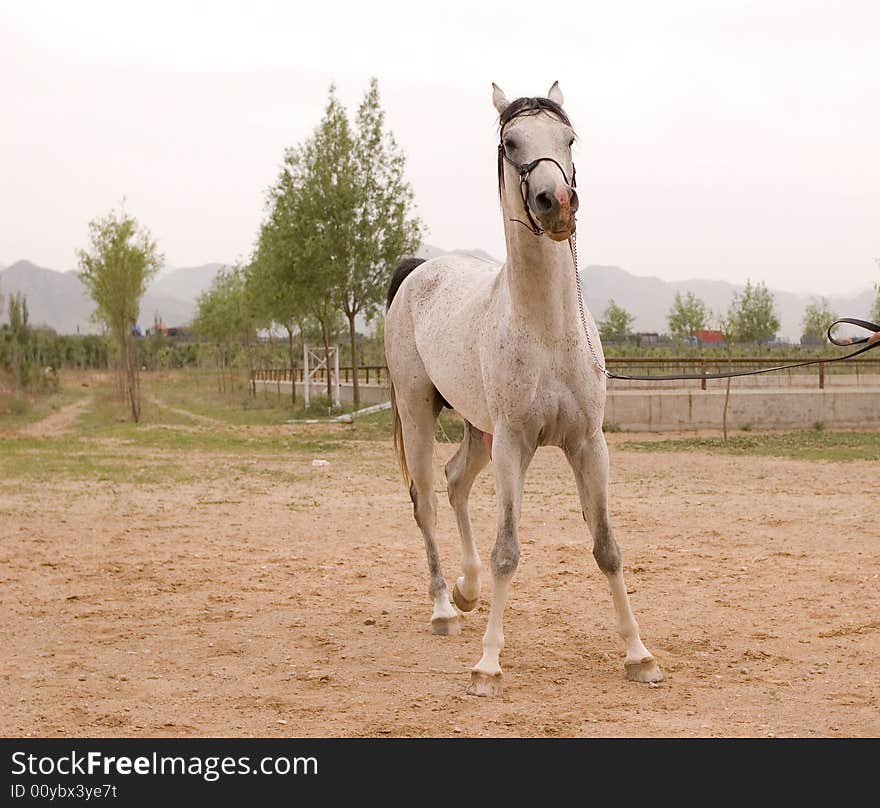 Arab horse in a farm of beijing