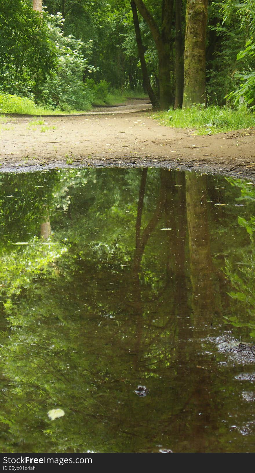 Pond in a forest