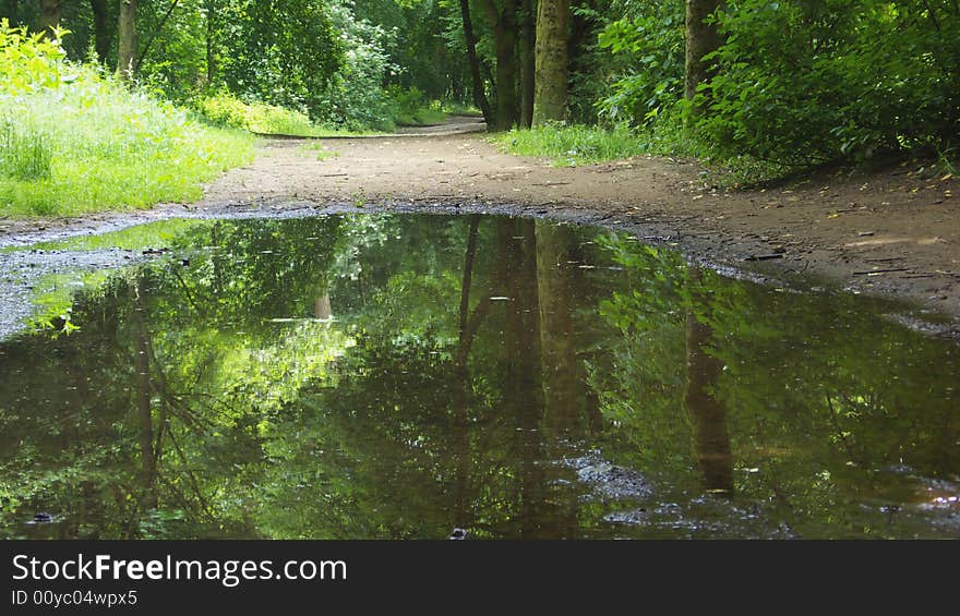 Pond in a forest