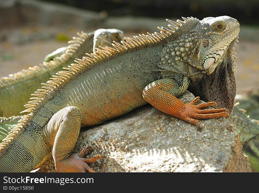 Thailand View Of A Lizard