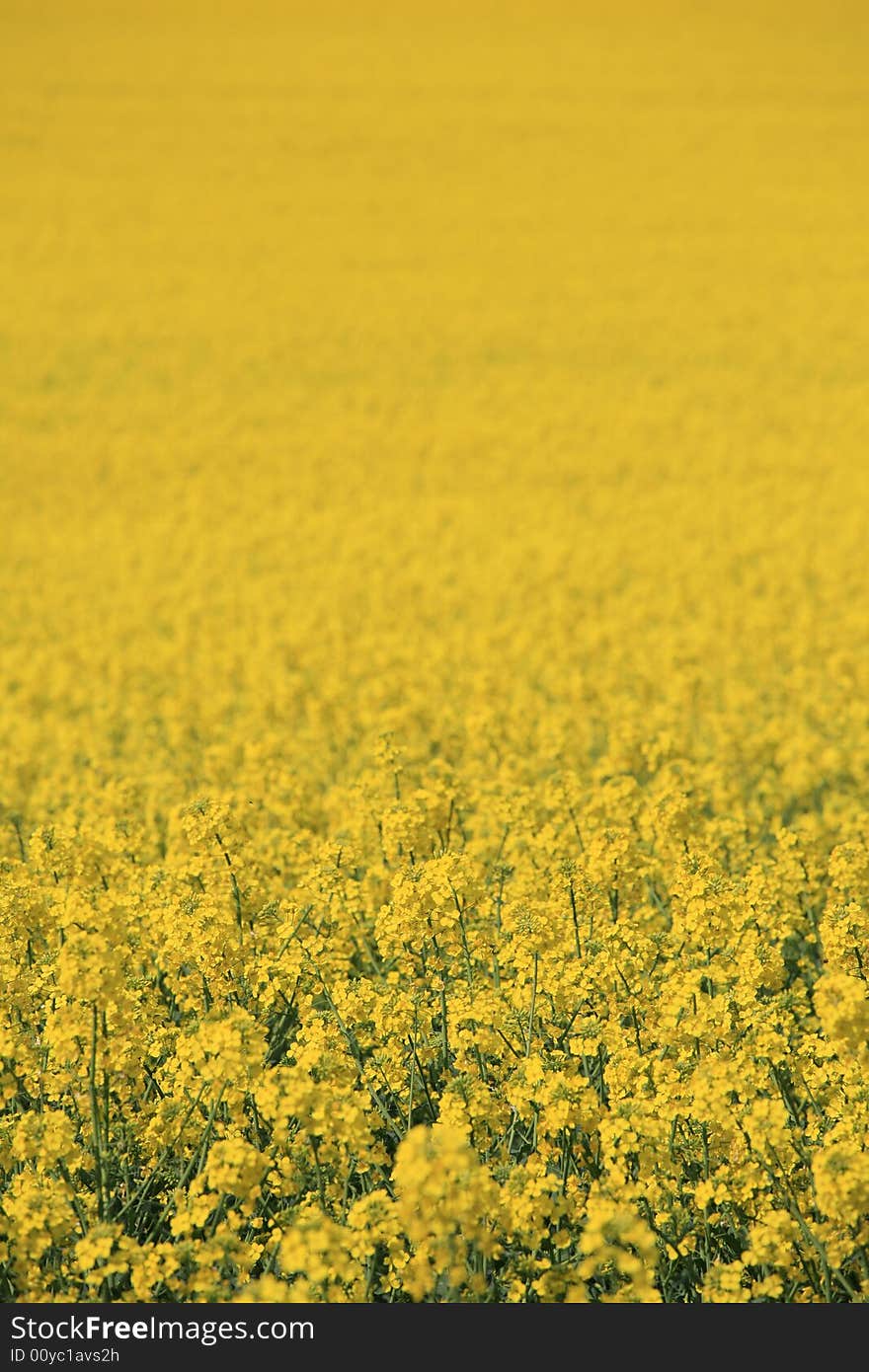 Yellow Field