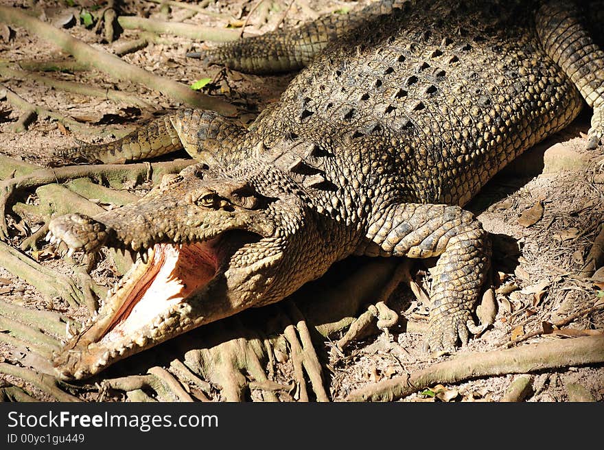 Nature; View Of A Crocodille