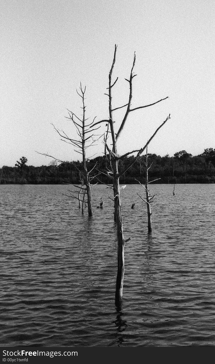 Series of trees growing out of the water of a flooded valley. Series of trees growing out of the water of a flooded valley